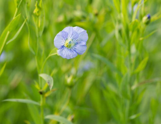 iStock_79595665_LARGE